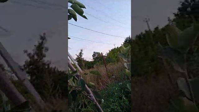 Когда созревают груши?