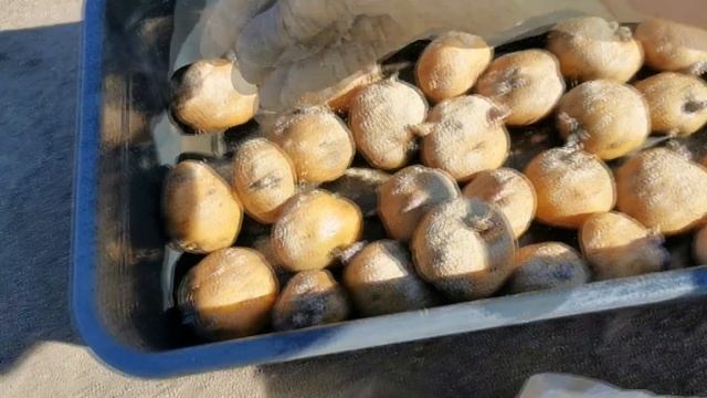 Как мы сажаем картофель в УКРЫВНОЙ МАТЕРИАЛ.