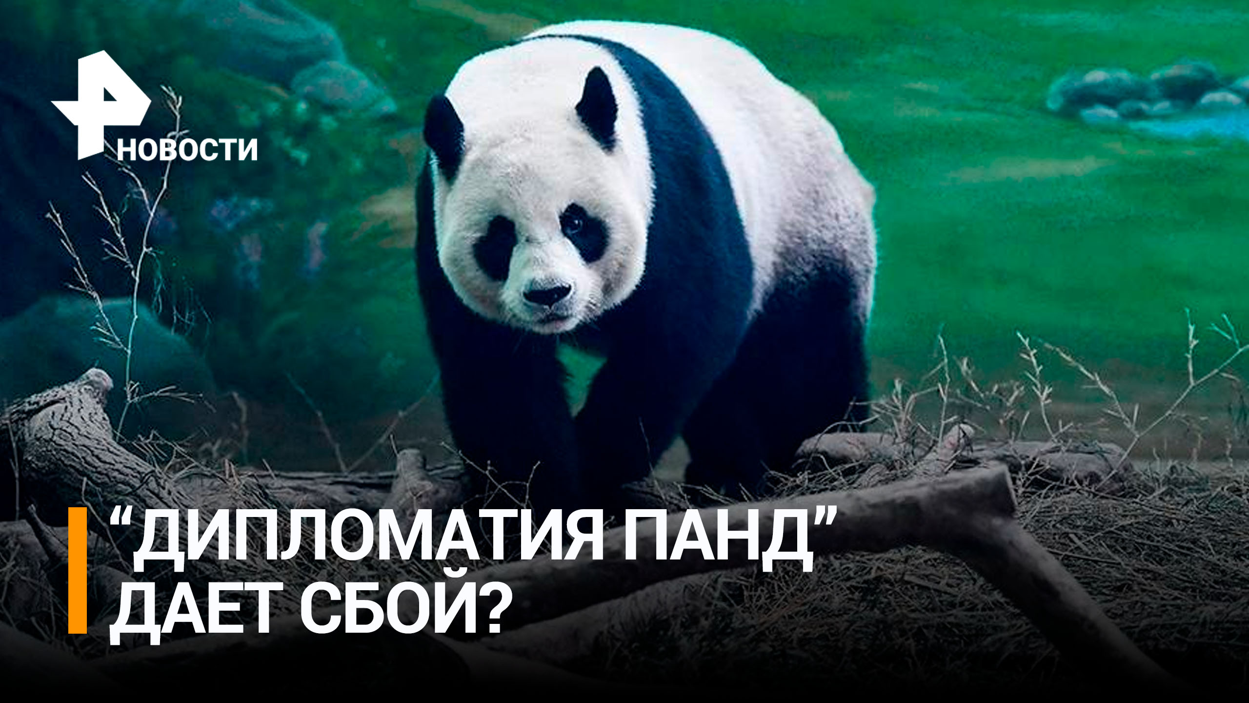 Китай забрал из зоопарка Вашингтона семейство панд, жившее 20 лет в США / РЕН Новости