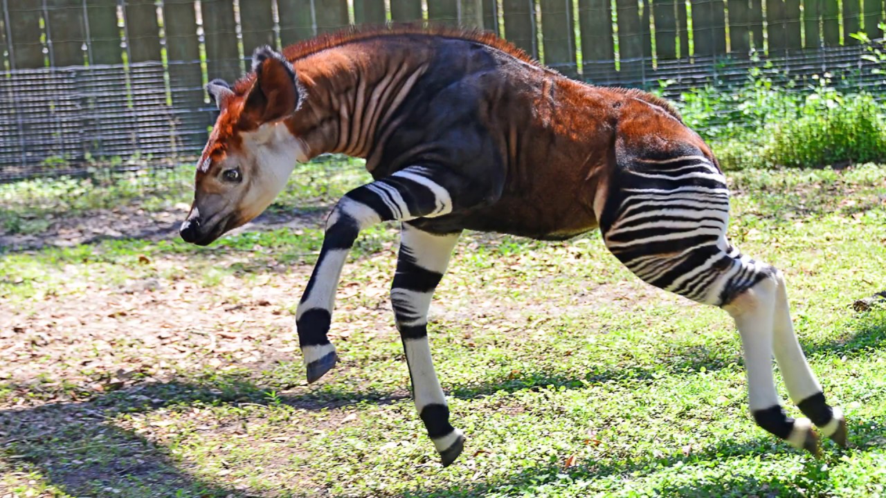 Животные созданные человеком смотреть онлайн