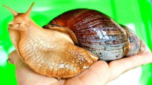 Гигантская африканская улитка пытается съесть тарелку каши. Получится ли у нее?