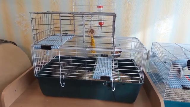 Как расположены клетки наших любимцев ..? смотреть онлайн