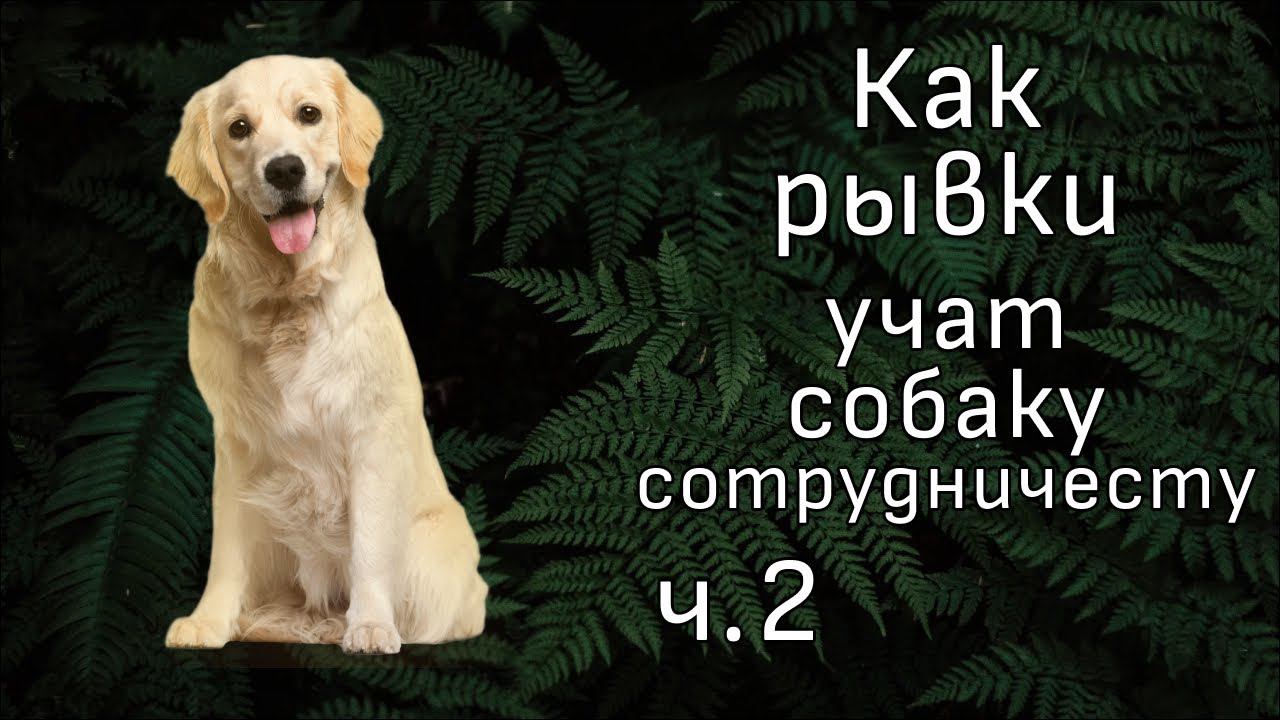 Как НЕ надо гулять с собакой? Комментирую видео зоопсихолога Евгении Маныкиной ч. 2