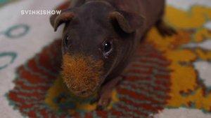 ЧТО ЭТО ТАКОЕ? ЧТО СЛУЧИЛОСЬ С ЛЫСОЙ МОРСКОЙ СВИНКОЙ? Осмотр и Замеры Морских Свинок / SvinkiShow