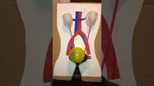 Urinary System Project