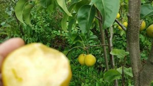 Груша азиатская сорт Олимпик (pears Olimpic) и груша сорт Аббат Фетель (pears Abate Fetel). Обзор