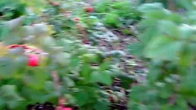 МАЛИНА ГЛЕН АМПЛ. ЯГОДЫ В НАШЕМ САДУ. смотреть онлайн