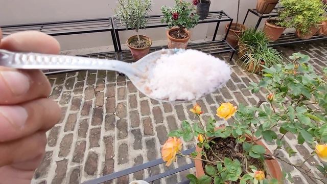 Ninja technique पौधे राकेट स्पीड से बढ़ेंगे यह 2 चीजें डालो, Best secret plant fertilizer смотреть онлайн