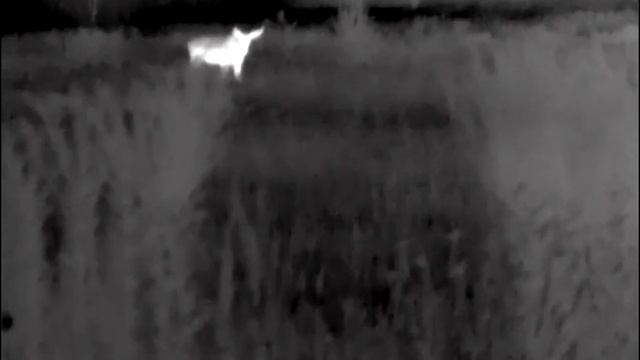 Съёмка лося тепловизорам пульсар смотреть онлайн