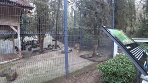 Vlog \Отель Ялта Интурист 2021\Обед на шведском столе \Зоопарк