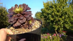 Эониумы полив осенью