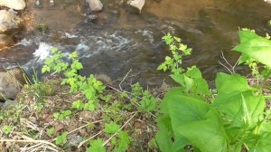 Форель. Рыбалка в горном ручье. Сахалин. Углегорск.