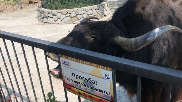 Огромная "топка" яка! Тайган Huge "furnace" of the yak! Taigan смотреть онлайн