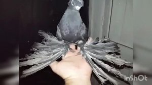 Узбекские Голуби / Uzbek Pigeons