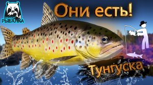 RF4 НАШЛИ ИХ ПРОСТО НУЖНО ТЕРПЕНИЕ #рр4