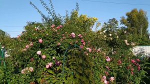 Осеннее цветение роз.