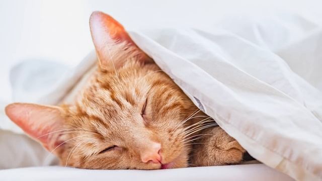 Calming music for cats, Purring sounds ♬ Stress relief for cats 10 hours ? смотреть онлайн