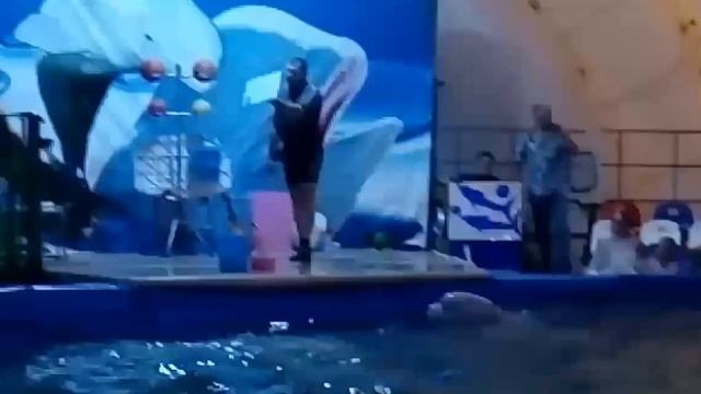 Дельфинарий – 2 белухи и морской котик смотреть онлайн