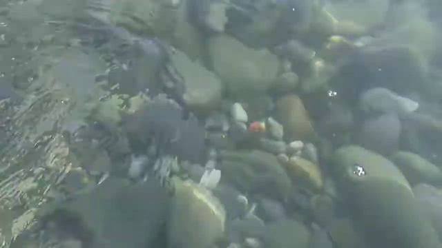 Медузы черного моря