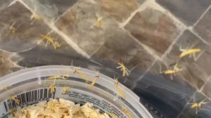 Hatching Praying Mantis eggs (Ootheca)