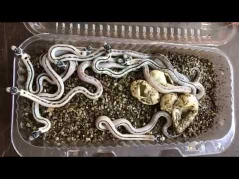 Королевская змея калифорнийская revers striped (Lampropeltis getula californiae)