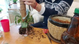 Филодендрон Сильвер Квин