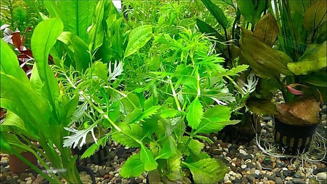 #Аквариумные_растения Гигрофила деморфная (синема) смотреть онлайн