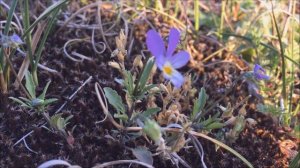 Duinviooltje (Viola tricolor subsp. curtisii syn. Viola tricolor subsp. maritima) - 2017-05-21