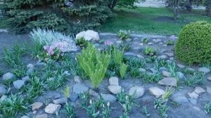 ?Роскошный Бадан ! Выращивание и размножение ?