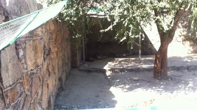 Амурский тигр (1) смотреть онлайн