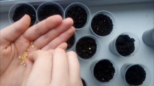 Сеем перец на рассаду в стаканчики