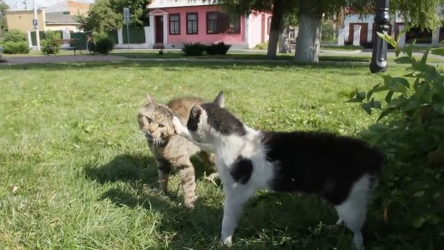 Дикие пинские коты. Драка за кошку. Безхвостый устоял! смотреть онлайн