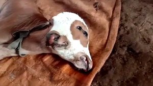 Люди не переставали кричать, когда увидели кого родила эта женщина!