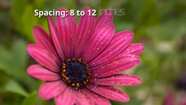 Dimorphotheca Growing Guide (African Daisy) by GardenersHQ смотреть онлайн