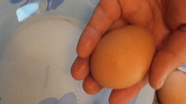 Вес и качество яйца курицы Доминант и цесарки бройлерной смотреть онлайн