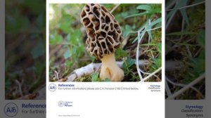 Morel (Morchella esculenta) | Scientific Mushroom Profile | Shroomers