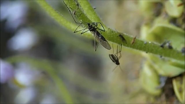 ОПАСНЫЕ РАСТЕНИЯ, которые ЕДЯТ ЖИВОТНЫХ!!! смотреть онлайн