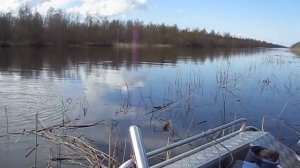 весенняя плотва в новоладожском канале