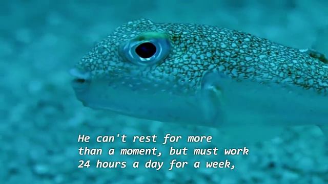 Puffer Fish Creates This Blue Water Art ~: } смотреть онлайн