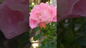 Роза Герцогиня Фридерика /  Herzogin Friederike /ОДА ГЕРЦОГИНЕ