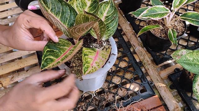Moonlight Aglaonema Indoor plant | chinese evergreen Repotting, propagation and Care