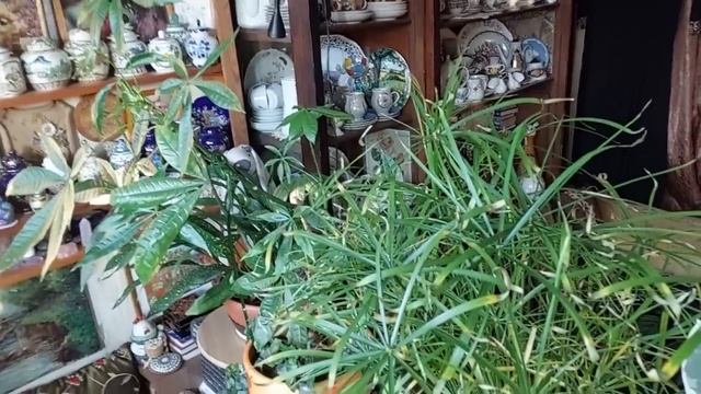 комнатные растения в декабре смотреть онлайн