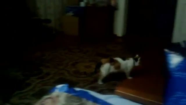 Кошка ходит задом смотреть онлайн