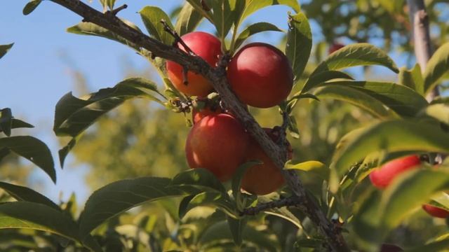 Зимостойкая слива «Уральская красная» смотреть онлайн