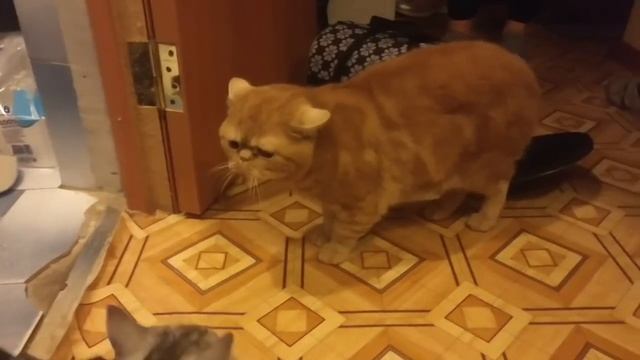 Принесли коту блин кошку)) смотреть онлайн