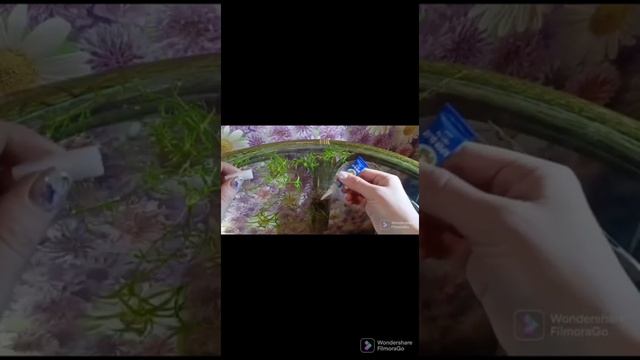 Инструкция по применению клея для аквариумных растений
