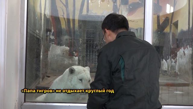 «Папа тигров» не отдыхает круглый год смотреть онлайн