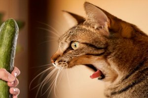 Приколы с котами и кошками новые приколы 2022