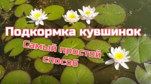 Подкормка Кувшинок, самый простой способ !              Feeding Water Lilies, the easiest way !