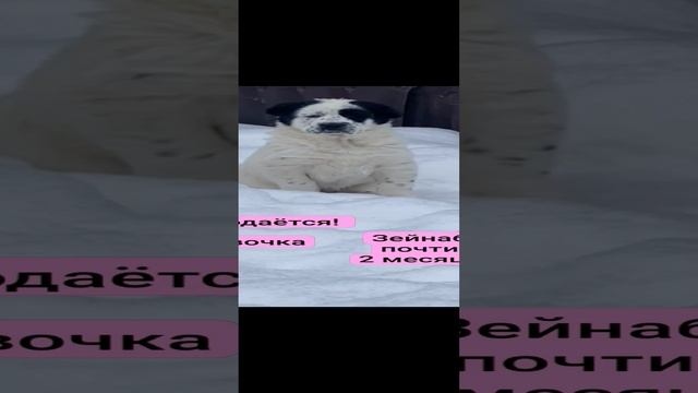 Продаётся алабайка девочка